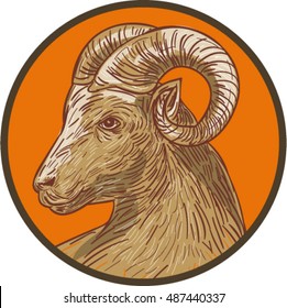 Drawing sketch style illustration of a ram goat head viewed from the side set inside circle.