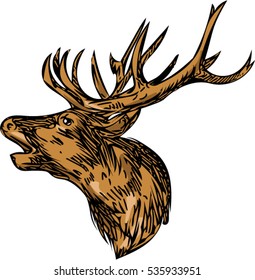 Drawing sketch style illustration of a red deer stag buck head roaring facing side set on isolated white background. 