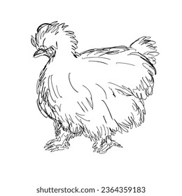 Drawing sketch style illustration of a Silkie, Silky or Chinese silk chicken, an bantam breed of domestic chicken viewed from side done in black and white line art.