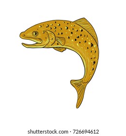 Drawing sketch style illustration of a a spotted brown Trout jumping viewed from side on isolated background.