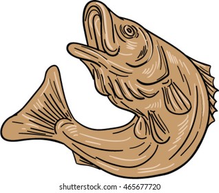 Drawing sketch style illustratoin of a rockfish also called striped bass ,Morone saxatilis, Atlantic striped bass, striper, linesider, pimpfish or rock jumping up set on isolated white background. 