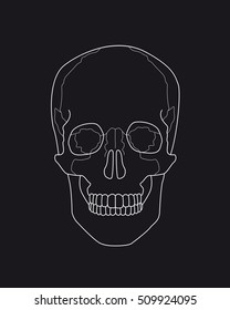 drawing skull