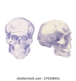 Drawing skulls and bones. Vector Illustration