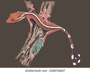 Drawing Skunk gecko, whiteline, medium, art.illustration, vector