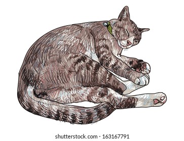 Drawing of sleeping cute cat.