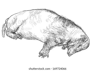 The drawing of sleeping hog badger
