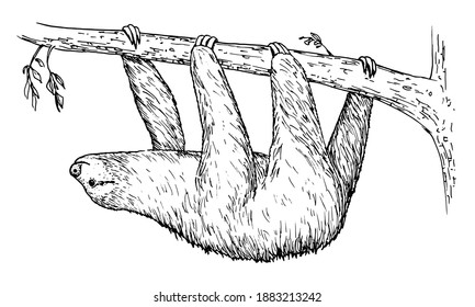 Drawing of Sloth - hand sketch of mammal