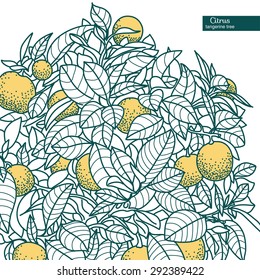 Drawing of a small citrus tangerine, orange or lemon citrus tree in a pot in contour style. Usage for ecology, nature, garden, plants, fruits.