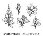 Drawing of Snap dragon (Snapdragon) plant with flowers and leaves, Antirrhinum set of flowers.