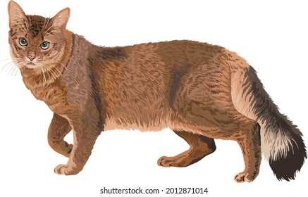 drawing somali cats, art.illustration, exotic cat, vector