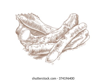 Drawing of some horseradishes with the leaf