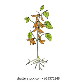drawing, soybean, plant, background white 
