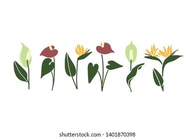 Drawing spathiphillum, anthurium and strelitzia plants isolated on the white background. Plant simple silhouettes of exotic tropical flowers.