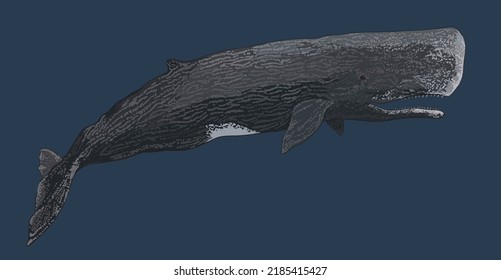 Drawing sperm whale, deep sea cetacean, art.illustration, vector