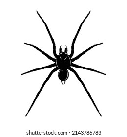 Drawing of a spider. Black Widow. A poisonous insect. The drawing for design.  Vector illustration for t shirt print. Black tattoo.