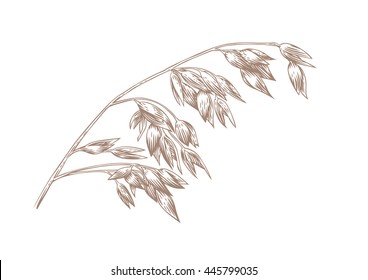 Drawing of spikelet of oat on the white