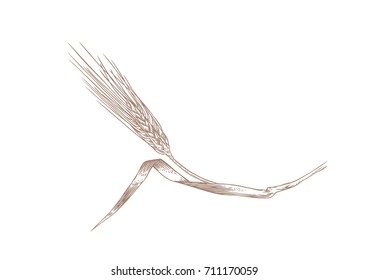 Drawing of spikelet of rye on the white