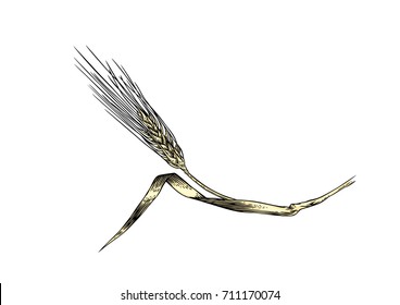 Drawing of spikelet of rye on the white