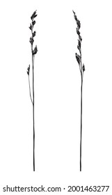 Drawing of spikelet. Vector illustration. Black sketch. 