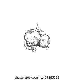 Dibujo de una ramita de bayas de grosella. Dibujo de lápiz vectorial de una ramita de bayas tiernas, ilustración dibujada a mano en blanco y negro de una grosella sobre un fondo aislado.
