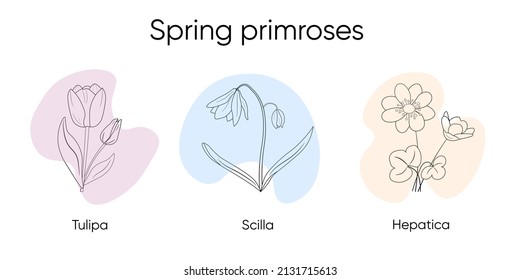 
Drawing of spring primroses. Vector isolated flowers. Doodles