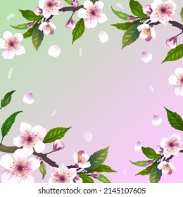 drawing of spring sakura flowers