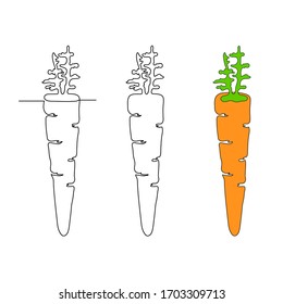 Drawing of sprouted carrots, continuous line, outline, cartoon, root-crop, orange vegetable, carautinea vector illustration, drawn on a graphic tablet