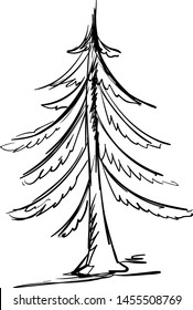 Drawing of spruce, illustration, vector on white background.
