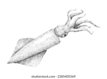 

Drawing of a squid on a white background