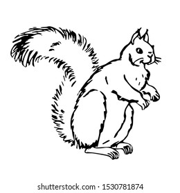 Drawing of a squirrel on a white background for coloring with paints and pencils
