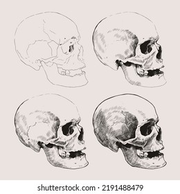 Dibujando en etapas de un cráneo humano. Ilustración gráfica vectorial.