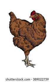 Drawing of standing brown chicken on the white background