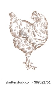 Drawing of standing brown chicken on the white background