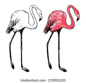 Drawing of standing flamingo. Realistic sketch of tropical bird. Hand drawn vector illustration in vintage, engraving style. Set of contour and color element isolated on white for design, decor, print