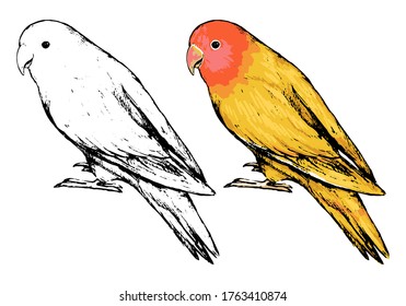 Dibujo de un pájaro amante de pie. Esbozo realista de ave tropical, loro. Ilustración vectorial dibujada a mano en estilo vintage. Conjunto de contorno y elementos de color aislados en blanco, para diseño, decoración, impresiones.