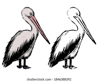 Drawing of standing pelican. Realistic sketch of tropical bird. Hand drawn vector illustration in vintage, engraving style. Set of contour and color element isolated on white for design, decor, print.