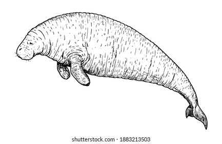 Drawing of Steller's sea cow - hand sketch of extinct mammal