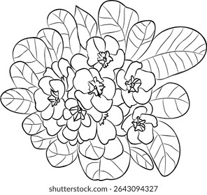 drawing of strawberry flowers with leaves around