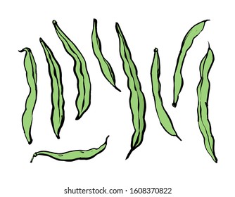 Drawing of string beans on a white background, drawn by hand, vector graphics. Template for your design.