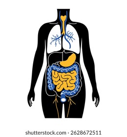 A drawing style illustration showing digestive system
