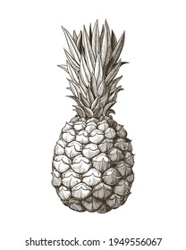 Drawing in the style of a sketch of a ripe pineapple on a white background. Illustration of a summer tropical fruit with an engraving effect. Vector for summer design.