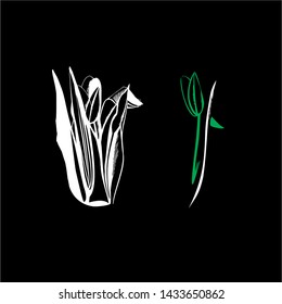 drawing of a stylized tulip on a black background