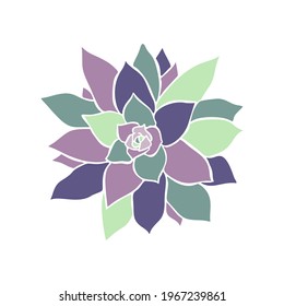 drawing, succulent, decoration, garden, cacti, cactus, plant, botanical, plate, echeveria, top, hand, graphic, view, vector, design, illustration, natural, mexican, above, isolated, leaf, collection, 