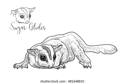 Drawing of sugar glider on white background,vector illustration