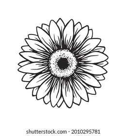 drawing sunflower isolated on a white background