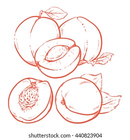 Drawing Sweet apricots with leafs on white background.