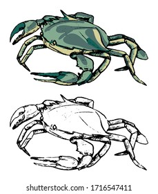 Drawing of swimming crab Portunidae. Set of contour and color elements isolated on white. Hand drawn vector illustration in vintage, realistic, engraving style. For design, decor, card, print, sticker