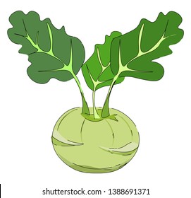Drawing of a swollen  spherical  pale-yellow kohlrabi with three leaves on individual stout stalks lies on the ground and considered as a cabbage variety  vector  color drawing or illustration