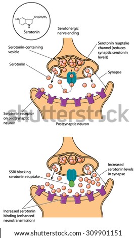 Drawing of a synapse showing serotonin reuptake and the action of an SSRI to block serotonin reuptake Stock photo © 
