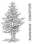 Drawing of a Tall Coniferous Tree - Cartoon Illustration Isolated on White Background, Vector
